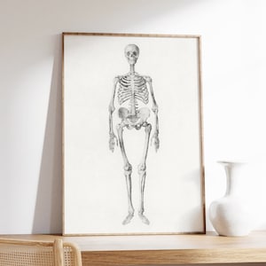 Vintage Human Skeleton Print, Anatomy Wall Art, Medical Poster, Medical Room Decor, Retro Poster, Human Bones, Human Anatomy Poster