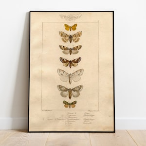 Natural History Butterflies Vintage Poster, Art Deco, Vintage Print, Colorful Wall Art, Large Wall Art Print, Decor, Retro Butterfly Poster