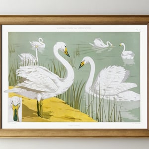 Wild Swan Print, Swan Poster, Soft Color Swan Wall Art, Bird Poster, Animal Wall Art, Room Decor, Nature Print, Vintage Swan Illustration