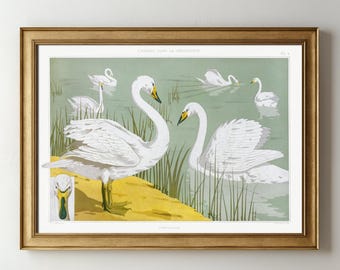 Lámina con ilustración vintage de un cisne, póster de aves en colores suaves, arte mural de animales.