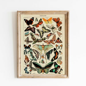 Vintage Butterflies Chart Poster, Art Deco, Vintage Print, Colorful Wall Art, Large Wall Art Print, Decor, Retro Butterfly Poster