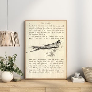 May include: A vintage book page with a black and white illustration of a swallow bird. The text on the page reads "The Swallow" and describes the bird's physical characteristics and habits.