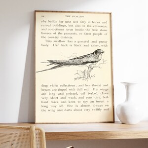 May include: A vintage illustration of a swallow bird with black and white markings. The text below the image reads: "She builds her nest not only in barns and ruined buildings, but also in the chimneys, and sometimes even inside the rude stone houses of the peasants, or farm people of the country districts. This swallow has a graceful and pretty body. Her back is black and shiny, with deep violet reflections; and her throat and breast are tinged with dull red. Her wings are long and pointed, tail forked, claws very short and weak, and eyes tiny, brilliant black, and keen to spy an insect a long way off. She is almost always on the wing and darts about very swiftly and"