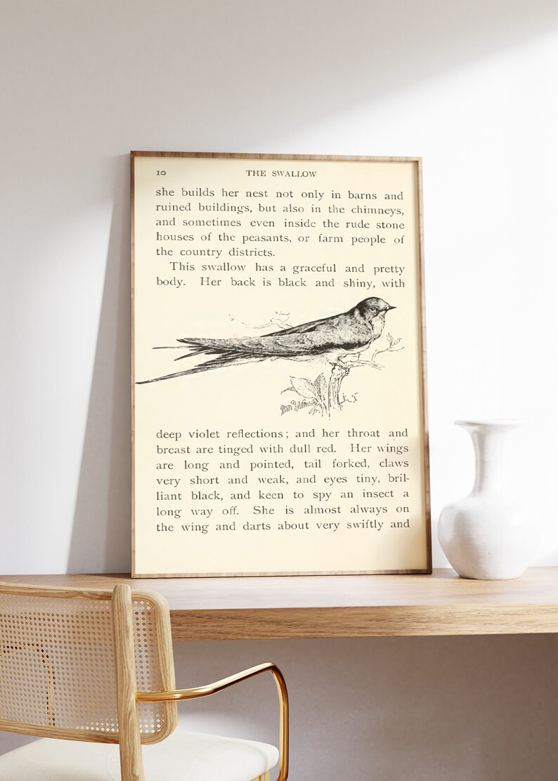 May include: A vintage illustration of a swallow bird with black and white markings. The text below the image reads: "She builds her nest not only in barns and ruined buildings, but also in the chimneys, and sometimes even inside the rude stone houses of the peasants, or farm people of the country districts. This swallow has a graceful and pretty body. Her back is black and shiny, with deep violet reflections; and her throat and breast are tinged with dull red. Her wings are long and pointed, tail forked, claws very short and weak, and eyes tiny, brilliant black, and keen to spy an insect a long way off. She is almost always on the wing and darts about very swiftly and"