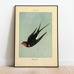 Vintage Swallow Print, Swallow Poster, Soft Color Swallow Wall Art, Bird Poster, Animal Wall Art, Room Decor, Nature Print,  Illustration