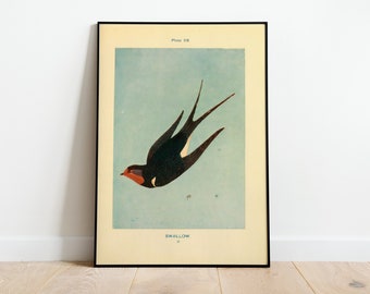 Vintage Swallow Print, Swallow Poster, Soft Color Swallow Wall Art, Bird Poster, Animal Wall Art, Room Decor, Nature Print,  Illustration