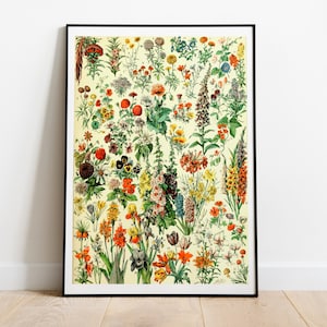 Vintage bloemen tekening door Adolphe Millot, bloemenprint, botanische poster, poster bloemenkunst, bloemengrafiek, cadeau liefhebber wilde bloemen