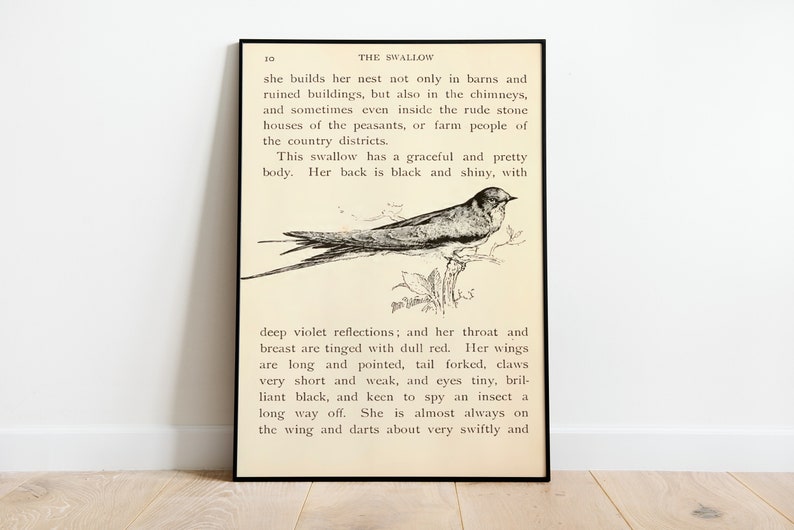 May include: A vintage illustration of a swallow bird with black and shiny feathers. The text describes the swallow's physical characteristics and nesting habits. The swallow has a graceful and pretty body, with a black and shiny back, deep violet reflections, a dull red throat and breast, long and pointed wings, a forked tail, short and weak claws, tiny brilliant black eyes, and is keen to spy an insect. The swallow is almost always on the wing and darts about very swiftly.