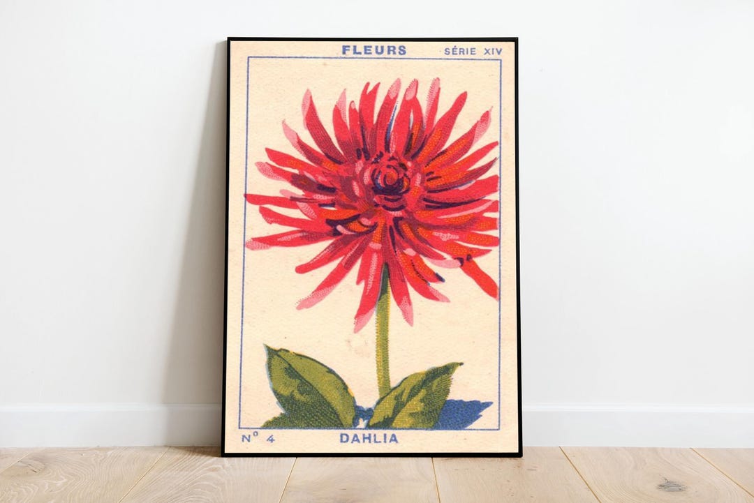 Vintage Red Dahlia Botanical Print, Antique Floral Wall Art Poster - Etsy