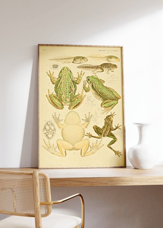 Victorian Frog Print, Vintage Frog Poster, Frog Wall Art, Frog Home Decor, Colorful Wall Art, Large Wall Art Print, Decor, Retro Poster