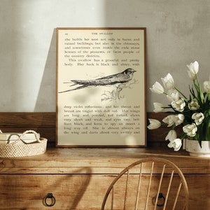 May include: A vintage illustration of a swallow bird with text about its characteristics. The text reads "This swallow has a graceful and pretty body. Her back is black and shiny, with deep violet reflections; and her throat and breast are tinged with dull red. Her wings are long and pointed, tail forked, claws very short and weak, and eyes tiny, brilliant black, and keen to spy an insect a long way off. She is almost always on the wing and darts about very swiftly and"