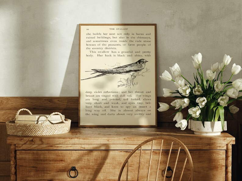May include: A vintage illustration of a swallow bird with text about its characteristics. The text reads "This swallow has a graceful and pretty body. Her back is black and shiny, with deep violet reflections; and her throat and breast are tinged with dull red. Her wings are long and pointed, tail forked, claws very short and weak, and eyes tiny, brilliant black, and keen to spy an insect a long way off. She is almost always on the wing and darts about very swiftly and"