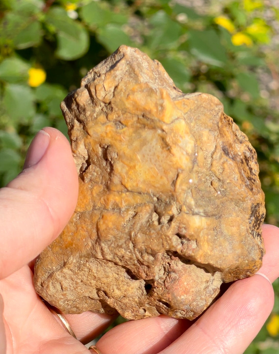 Agatized Coral Fossil Metaphysical Healing Crystal Etsy