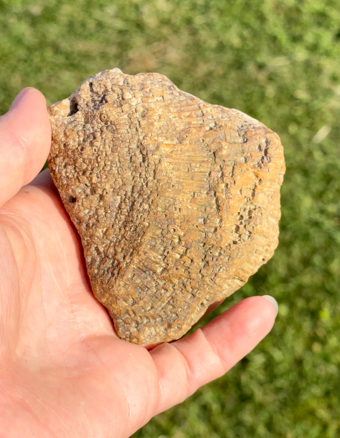 Agatized Coral Fossil Metaphysical Healing Crystal Etsy