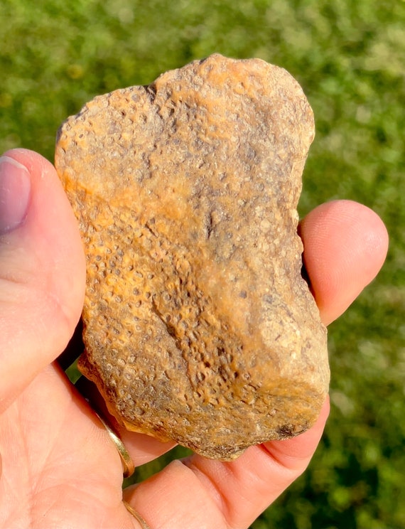 Agatized Yellow Coral Fossil Metaphysical Healing Etsy