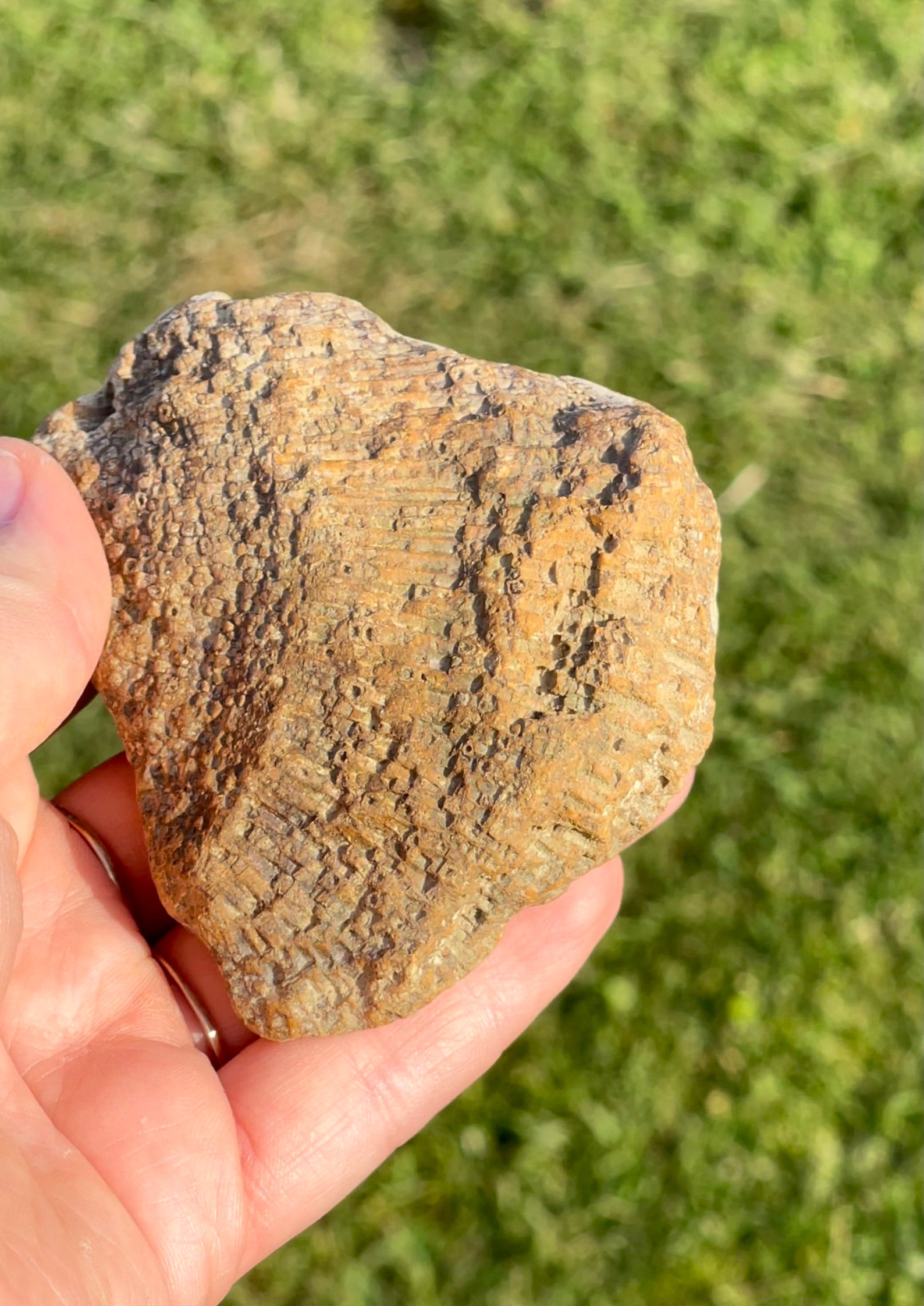 Agatized Coral Fossil Metaphysical Healing Crystal Etsy