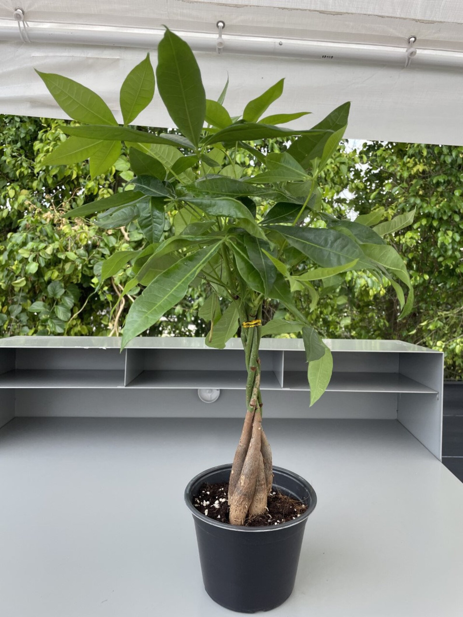 Good Fortune Money Tree 6 Etsy