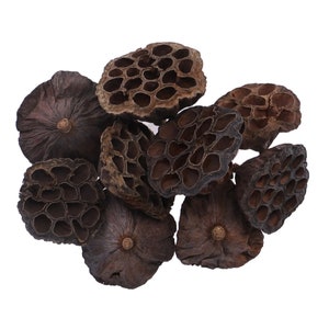 Dried Lotus Heads | Sizes range from: 7cm to 12cm (natural products will vary) | 3 pack sizes available!
