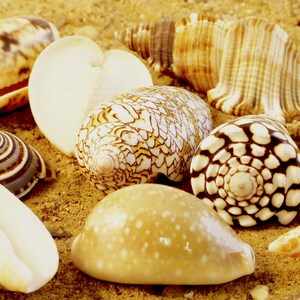 Small Seashell Mix, Tiny Sea Shell Lot, Beach Wedding Decor, Sea Shells for  Crafts, Scatter Table Confetti. Coastal Crafts 