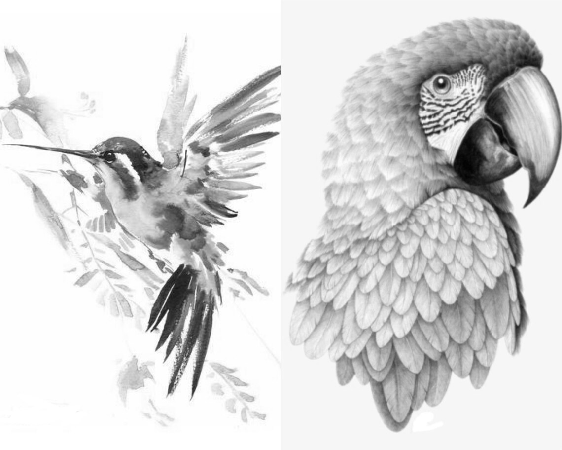0016 Bird Collection Grayscale Colouring Pages Set of 20 Etsy