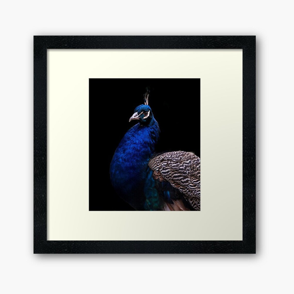 Fine art Framed Print The Peacock Etsy