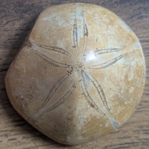May include: A fossilized sand dollar with a light tan color and a star-shaped pattern radiating from the center. The surface has a slightly rough texture with visible lines and markings. The fossil is a natural, organic shape.
