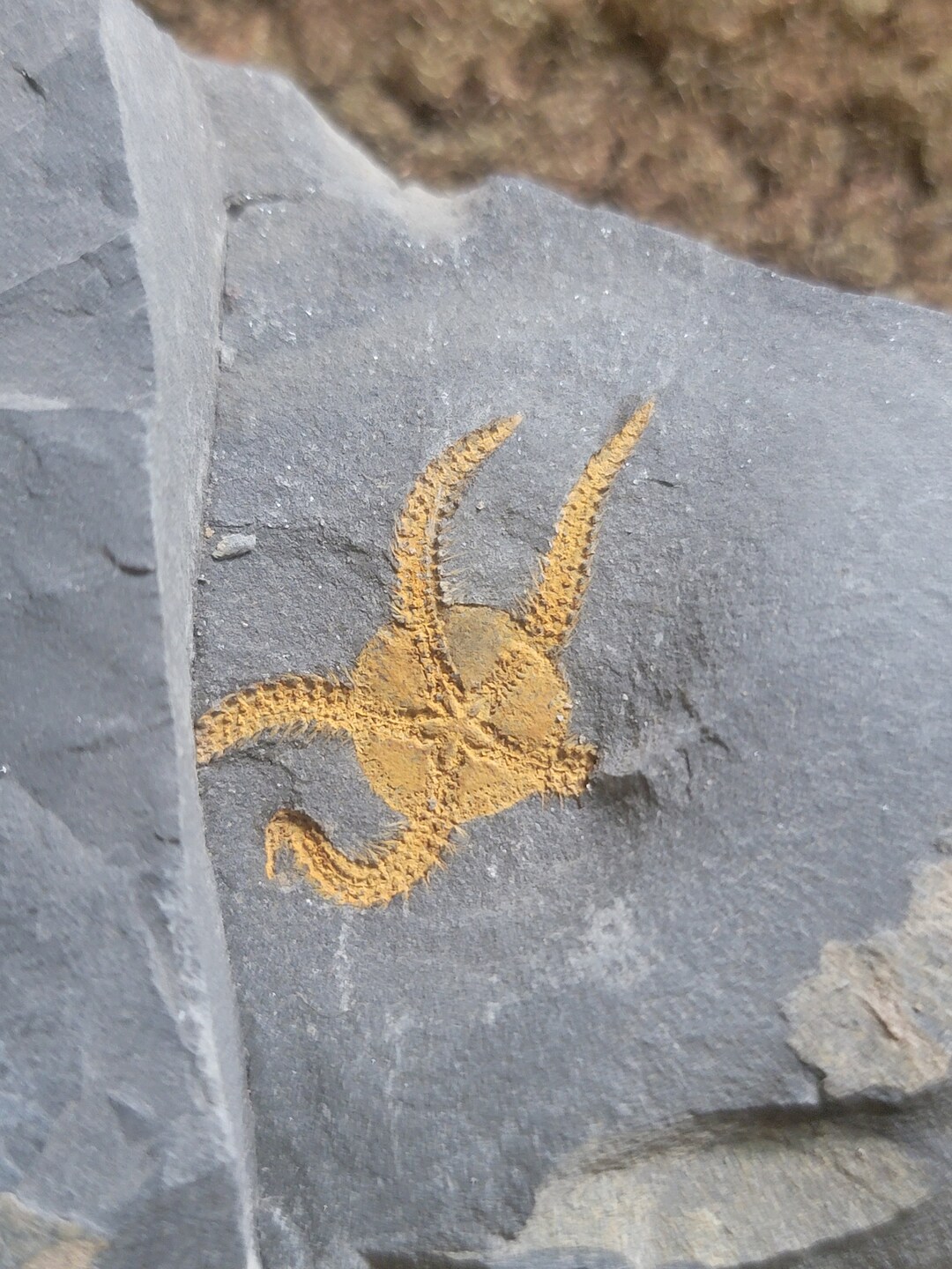 Natural Ordovician Brittle Star Fossils Positive and Negative Etsy