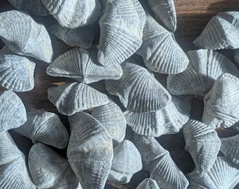 Ten Winged Fossil Brachiopods  Mucrospirifer Devonian Ontario Shells