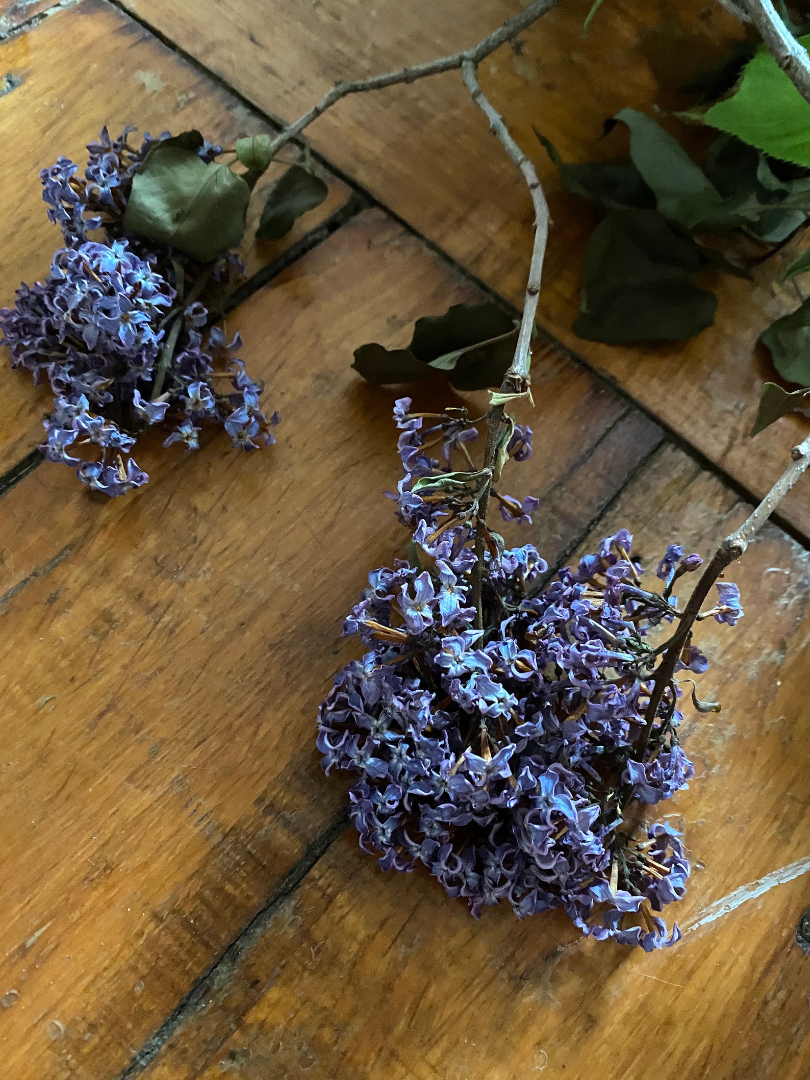 Diy foraged lilac purple white dried petals flowers ethically Etsy