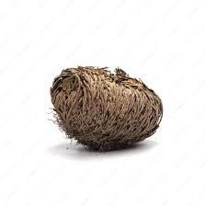 Roos van Jericho, gezegend item,
