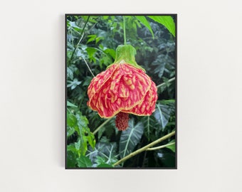 Botanical Wall Art - Wildflowers of Hawaii - Red Vein Flowering Maple Floral Print - Hawaii Botanical Gardens - Colorful Flower Poster