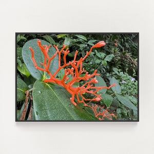 Kauai Botanical Wall Decor - Kauai Flower Print - Coral Flower Photography - Flowers of Hawaii Wall Art - Tropical Flower Print