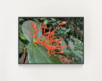 Kauai Botanical Wall Decor - Kauai Flower Print - Coral Flower Photography - Flowers of Hawaii Wall Art - Tropical Flower Print