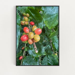 Tropical Plant Coffee Fruit Poster - Coffee Lovers Gift - Hawaii Ecotourism Art - Kauai Travel Decor - Lydgate Farms Kapa&#39;a Kauai Print