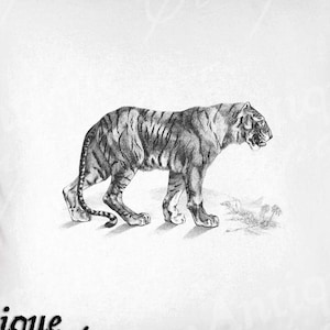 Tiger Clip Art - Vintage Tiger Printable - Tiger Sublimation - Antique Tiger Art Print #2