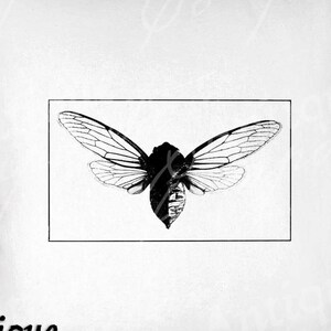 Cicada Clip Art - Vintage Cicada Printable - Bug Sublimation - Antique Insect Art Print