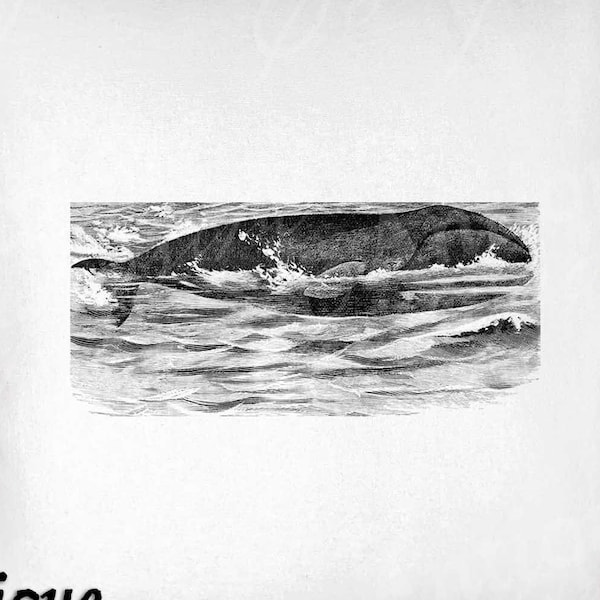 Whale Clip Art - Vintage Whale Printable - Baleen Whale Sublimation - Antique Whale Art Print