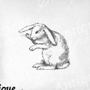 Vintage Rabbit Clip Art - Bunny Printable - Rabbit Sublimation - Antique White Rabbit Art Print - Instant Download
