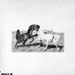 Horse Clip Art - Vintage Horse Printable - Horse Fight Sublimation - Antieke Paardenkunst Print