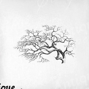 Clip Art de árvore - Árvore vintage para impressão - Sublimação de galhos de árvores - Impressão de arte antiga de Halloween