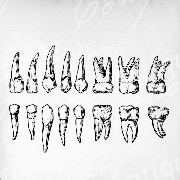 Teeth Clip Art - Vintage Tooth Printable - Human Teeth Sublimation - Antique Halloween Art Print