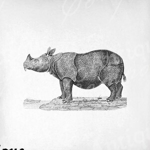 Rhino Clip Art - Vintage Rhinoceros Printable - Rhino Sublimation - Antique Rhinoceros Art Print