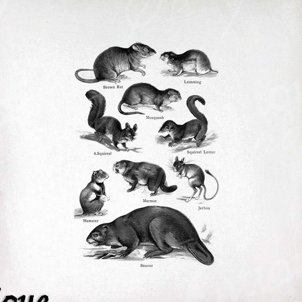 Rodent Clip Art - Vintage Rodents Printable - Rodent Species Sublimation - Antique Mammal Design