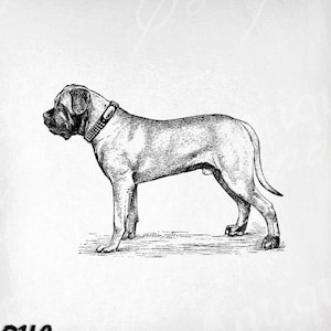 Mastiff Clip Art - Vintage Dog Printable - English Mastiff Sublimation - Antique Canine Art Print