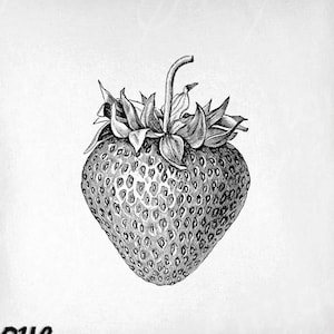 Strawberry Clip Art - Vintage Fruit Printable - Strawberry Sublimation - Antique Food Design