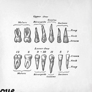 Clipart de dentes - Vintage Dental para impressão - Sublimação de diagrama de dentes humanos - Design de dentista antigo