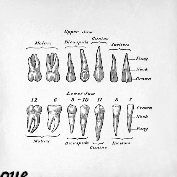 Antique Dental - Etsy
