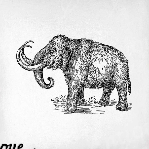Mammoth Clip Art - Vintage Dinosaur Printable - Extinct Animal Sublimation - Antique Dinosaur Design