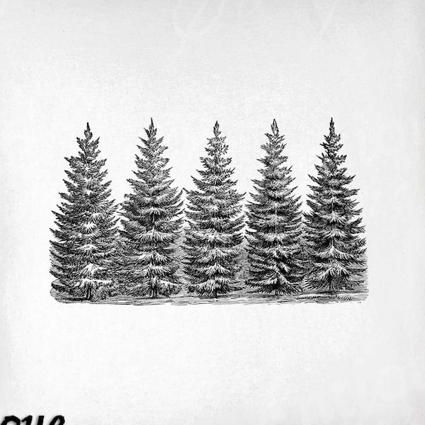 Tree Clip Art - Vintage Trees Printable - Norway Spruce Sublimation - Antique Nature Art Print