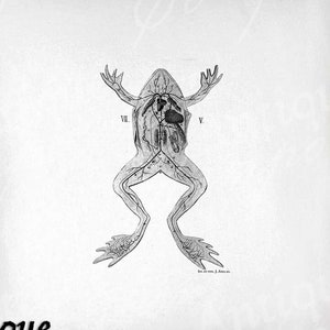 Vintage Frog Printable - Frog Anatomy Clip Art - Anatomical Drawing Sublimation - Antique Frog Art Print - Instant Download